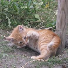 Huskat Rø'mis **BORTGIVET**