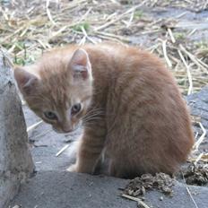 Huskat Rø'mis **BORTGIVET**