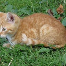 Huskat Rø'mis **BORTGIVET**