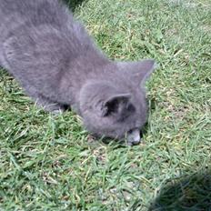 Blanding af racer Snoopy *RIP*