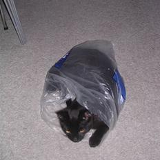 Huskat Panthera Onca Longtail