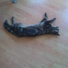 Blanding af racer Shanti