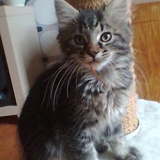 Blanding af racer Kong Arthur