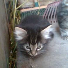 Blanding af racer Kong Arthur