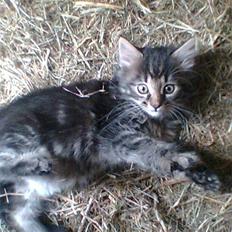 Blanding af racer Kong Arthur