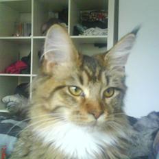 Maine Coon Dk Moviecoons honey bibi