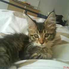 Maine Coon Dk Moviecoons honey bibi