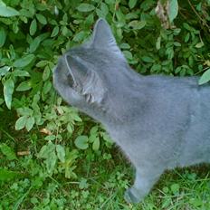 Russian Blue Muggi