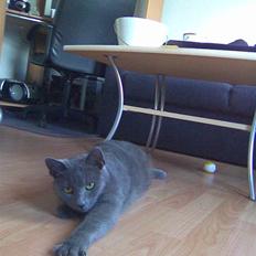 Russian Blue Muggi
