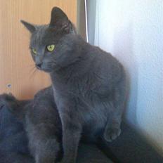 Russian Blue Muggi