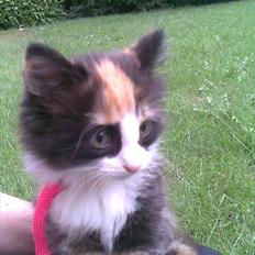 Norsk Skovkat Lille My