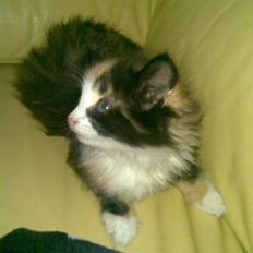 Norsk Skovkat Lille My