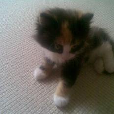 Norsk Skovkat Lille My