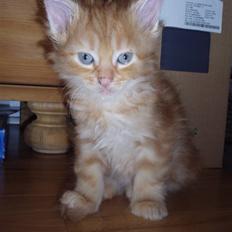 Maine Coon Malou