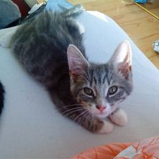 Blanding af racer Tilde