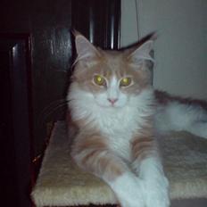 Maine Coon Ojo´s Crunch