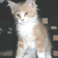 Maine Coon Ojo´s Crunch