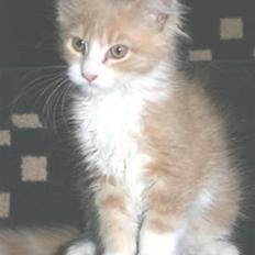 Maine Coon Ojo´s Crunch