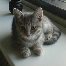 Blanding af racer Xelina R.I.P :'(