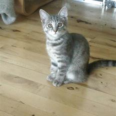 Blanding af racer Xelina R.I.P :'(