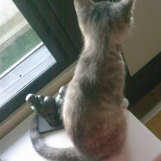 Blanding af racer Xelina R.I.P :'(