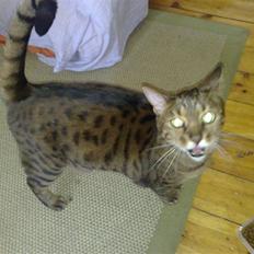 Bengal (Back To Basics) Rose