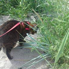 Bengal (Back To Basics) Rose