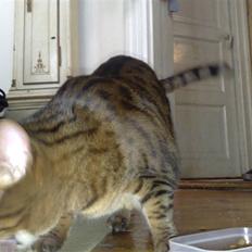 Bengal (Back To Basics) Rose