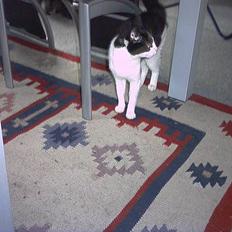 Huskat molly (flyttet)