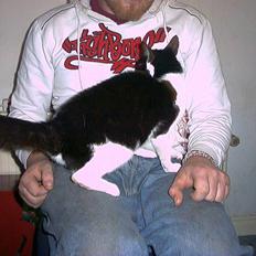 Huskat molly (flyttet)