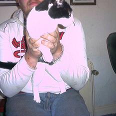 Huskat molly (flyttet)