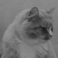 Blanding af racer Monty **SAVNES Stadig**