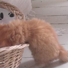 Blanding af racer Monty **SAVNES Stadig**