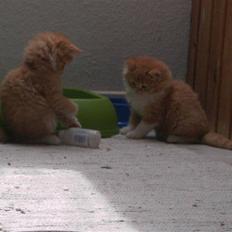 Blanding af racer Monty **SAVNES Stadig**