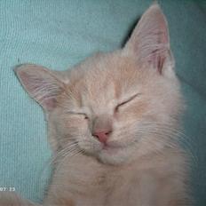 Blanding af racer Patty .*Solgt til naboen*