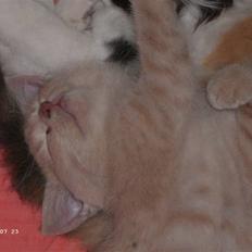 Blanding af racer Patty .*Solgt til naboen*