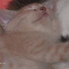 Blanding af racer Patty .*Solgt til naboen*