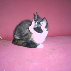 Blanding af racer lady (død):