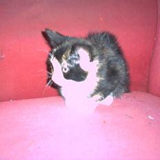 Blanding af racer lady (død):