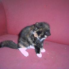 Blanding af racer lady (død):