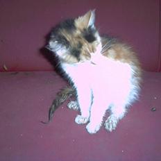 Blanding af racer beudy (død):