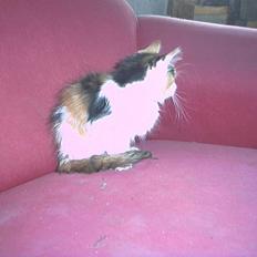 Blanding af racer beudy (død):