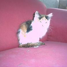 Blanding af racer beudy (død):