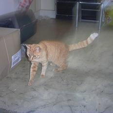 Huskat garfield rip 2007* +