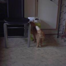 Huskat garfield rip 2007* +