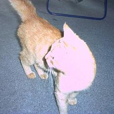 Huskat garfield rip 2007* +