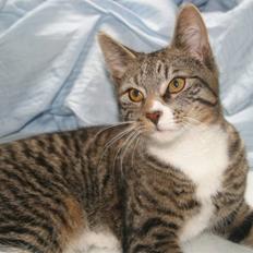 Blanding af racer Buster