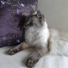 Ragdoll svigermor