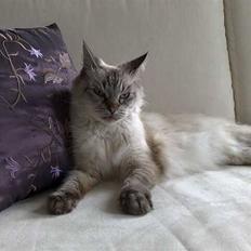 Ragdoll svigermor