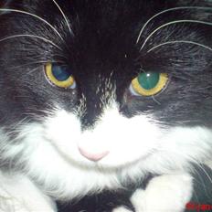 Blanding af racer Shaky(RIP)